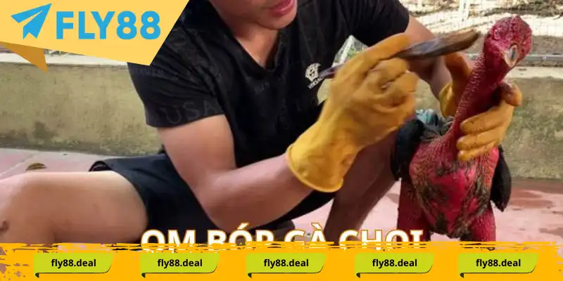 Thực hiện om bóp là cách nuôi gà chọi không thể thiếu